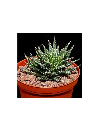 Aloe haworthioides