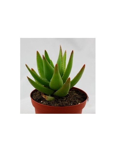 Aloe Mitriformis