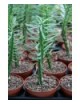Euphorbia clava