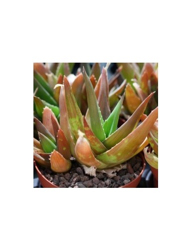 Aloe Black Gem