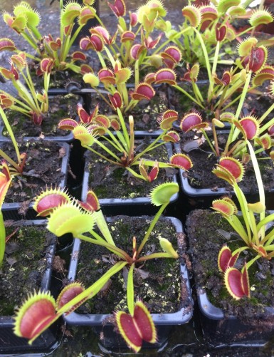 Plante carnivore Dionaea muscipula Dracula