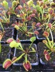 Dionaea muscipula Dracula Plante carnivore