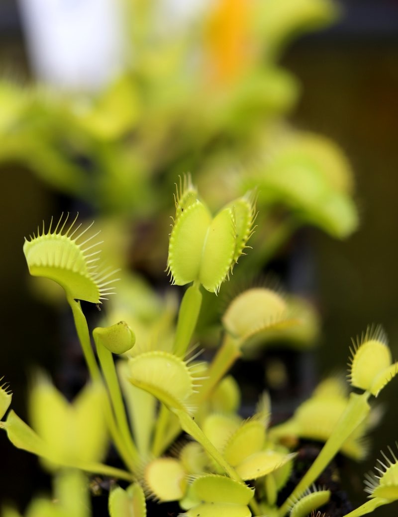 Dionaea muscipula All Green plante carnivore