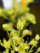 Dionaea muscipula 'All Green' Plante carnivore