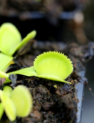 Dionaea Green sawtooth