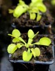 Dionaea Green sawtooth Plante carnivore