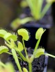 Dionaea muscipula 'Dentate' Clone 2 Plante carnivore