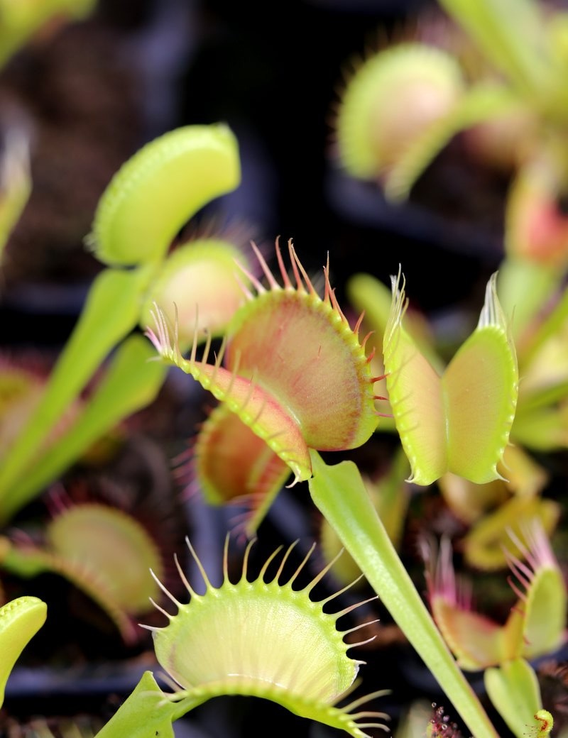 Dionaea muscipula 'Fine Tooth x Red' Clone 1 Plante carnivore