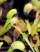 Dionaea muscipula 'Fine Tooth x Red' Clone 1 Plante carnivore