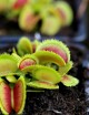 Dionaea muscipula Bristle Tooth Plante carnivore