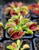 Dionaea muscipula 'Fine Tooth x Red' Clone 2 Plante carnivore
