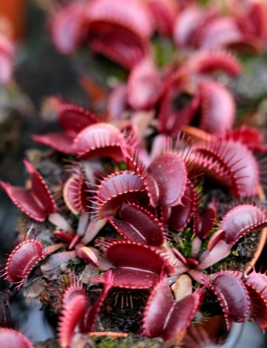 Dionaea muscipula 'Pink Venus'
