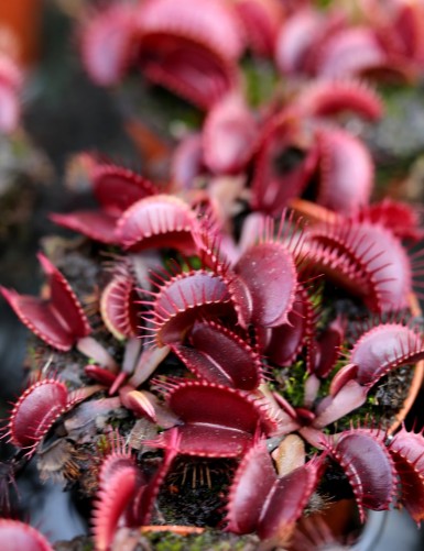 Dionaea muscipula 'Pink Venus' Plante carnivore