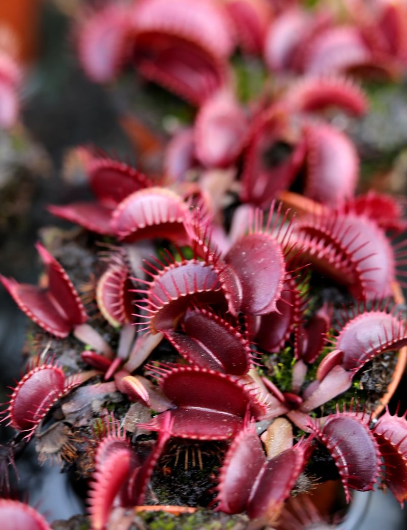 Dionaea muscipula Pink Venus plante carnivore