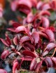 Dionaea muscipula 'Pink Venus' Plante carnivore