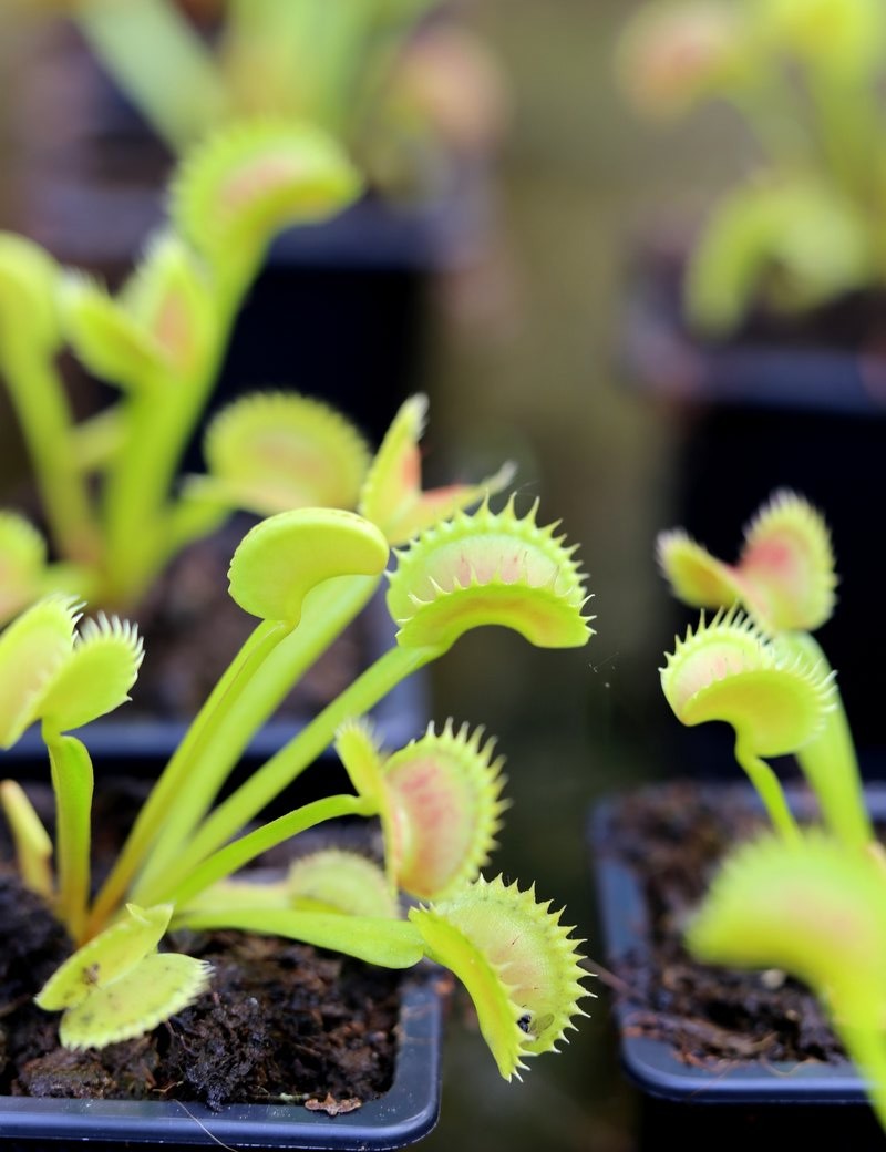 Véritable plante carnivore d’os et de dents