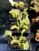 Dionaea muscipula 'UK Sawtooth II' Plante carnivore