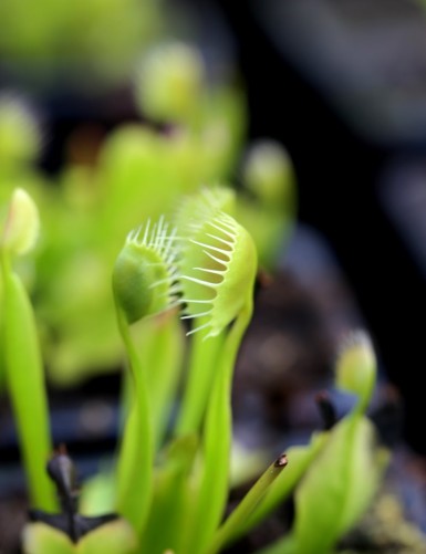 Plante carnivore Dionaea muscipula Cupped Trap