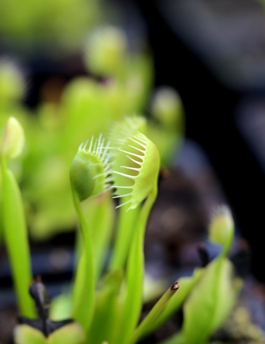 Dionaea muscipula 'Cupped Trap' Plante carnivore