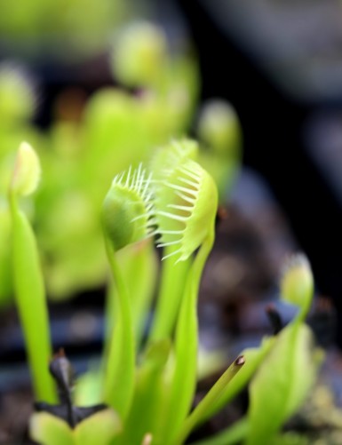 Dionaea muscipula 'Cupped Trap' Plante carnivore