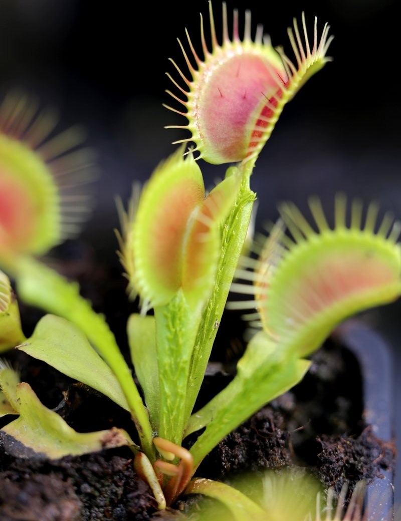 Dionaea funnel trap - Dionée Trichtefalle Plante carnivore