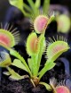 Dionaea funnel trap - Dionée Trichtefalle Plante carnivore