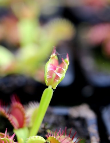 Dionaea Fused teeth Plante carnivore