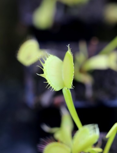 Dionaea yellow fused tooth