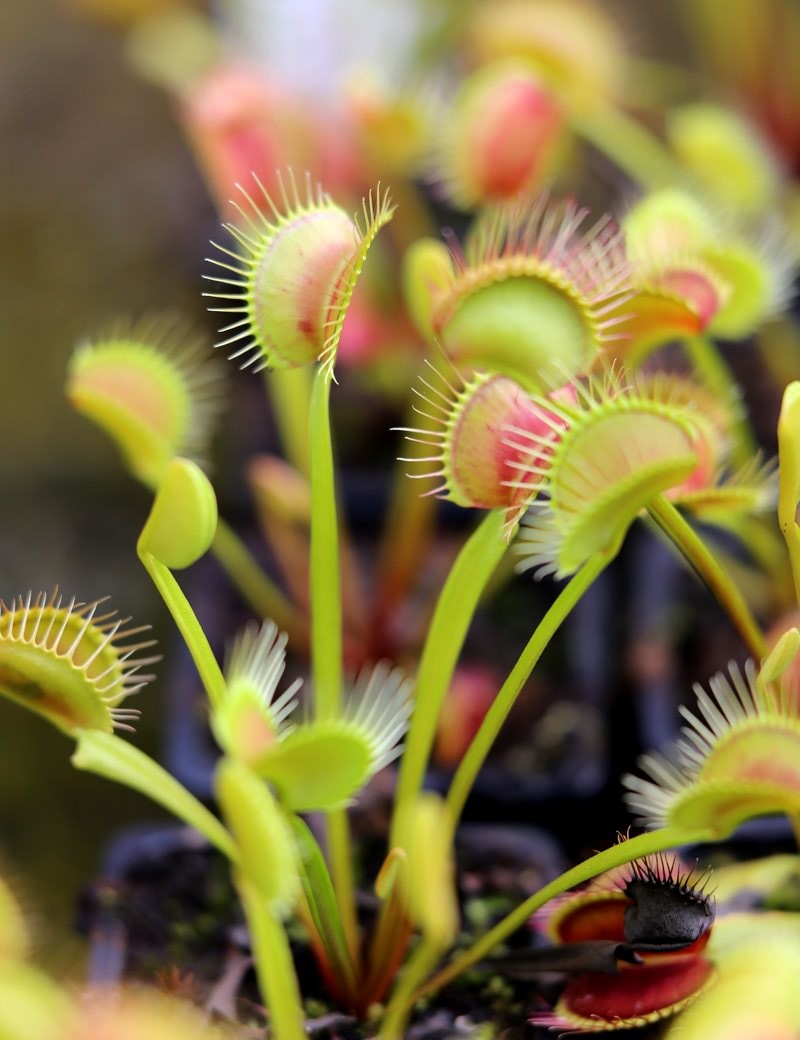 Dionaea muscipula clumping cultivar Plante carnivore