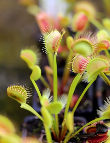 Dionaea muscipula clumping cultivar Plante carnivore