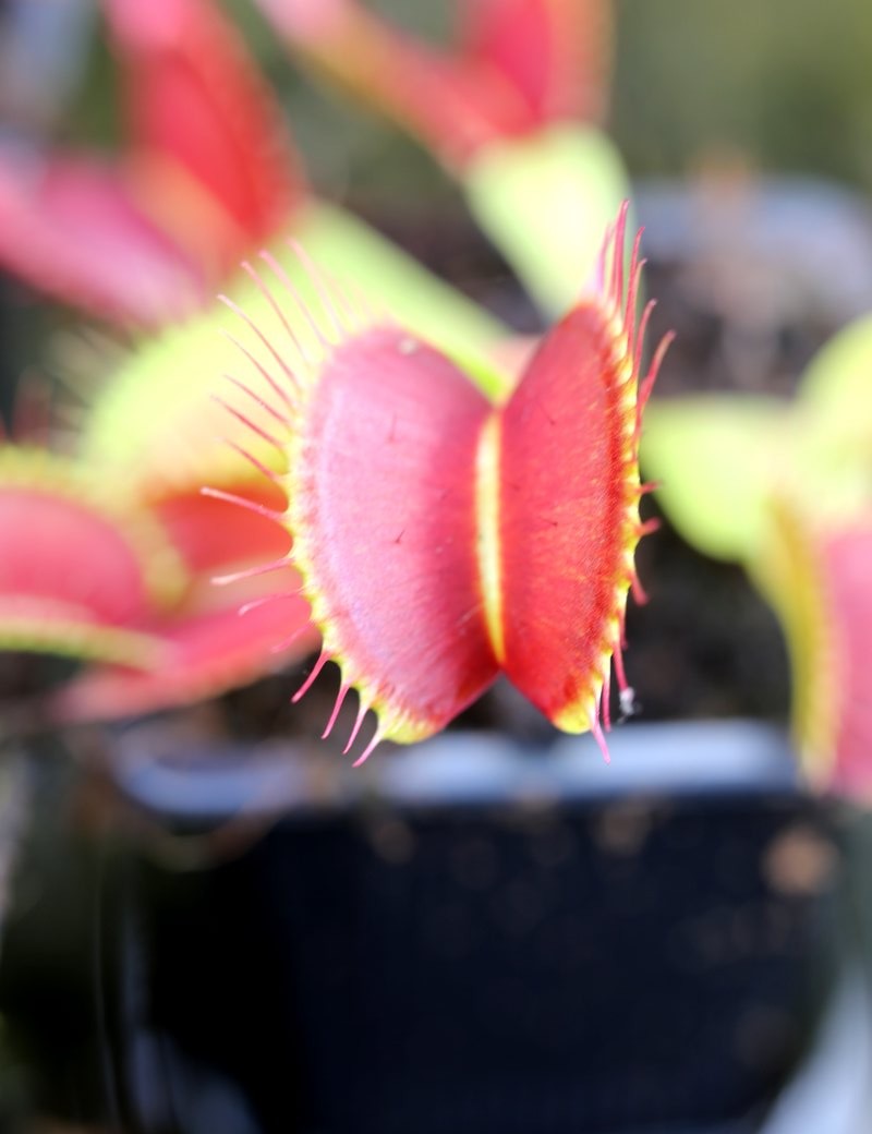 Dionaea G16 Plante carnivore