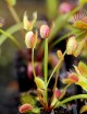 Dionaea muscipula filiforme Plante carnivore