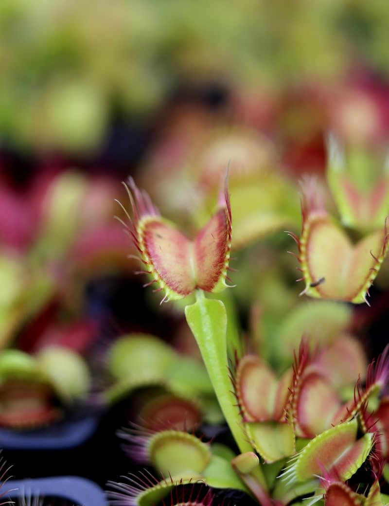Dionaea muscipula 'Paradisia' Plante carnivore