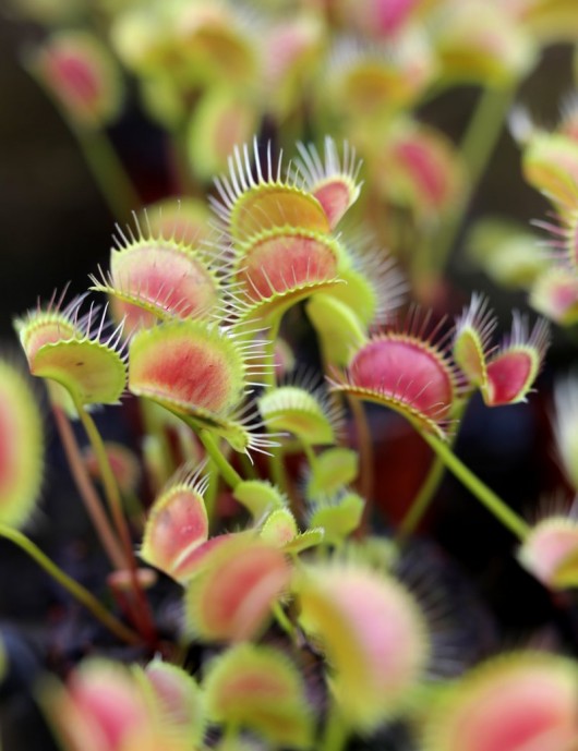Dionaea muscipula SPIDER Plante carnivore Dionaea muscipula SPIDER Plante carnivore