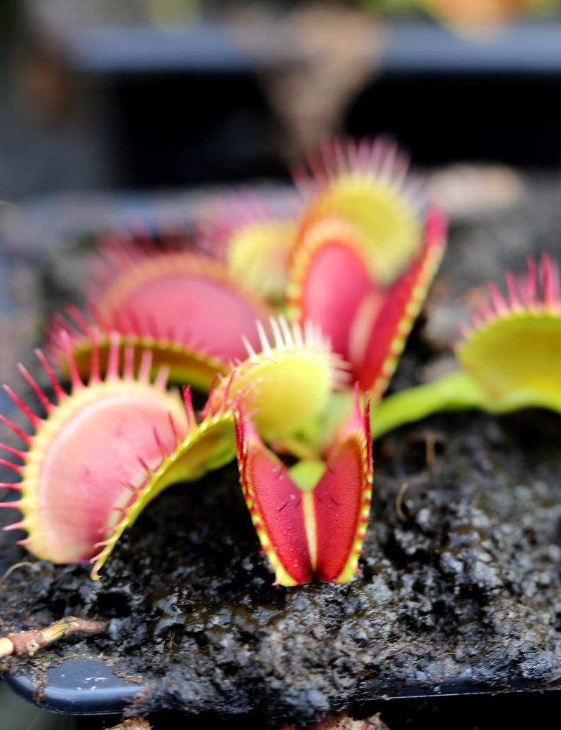 Dionaea muscipula Bimbo is a carnivorous plant