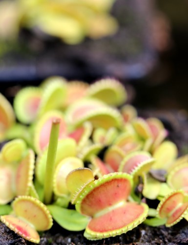 Dionaea muscipula 'Coquillage' Plante carnivore
