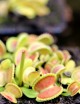 Dionaea muscipula 'Coquillage' Plante carnivore