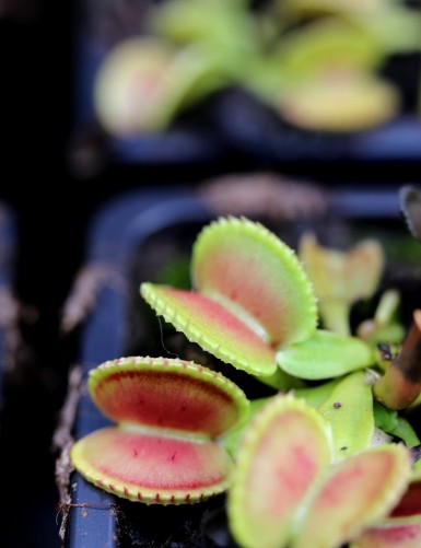 Dionaea muscipula 'Coquillage' Plante carnivore