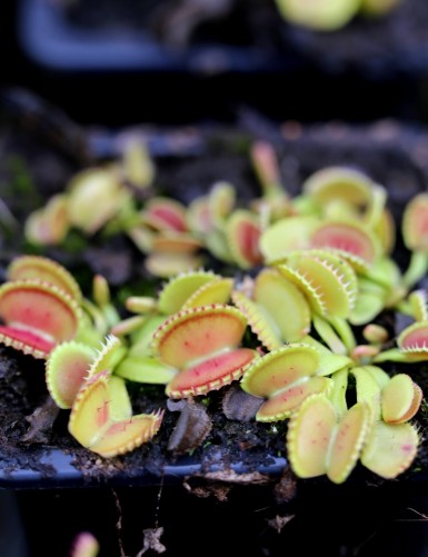 Dionaea muscipula 'Coquillage' Plante carnivore