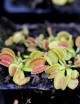 Dionaea muscipula 'Coquillage' Plante carnivore