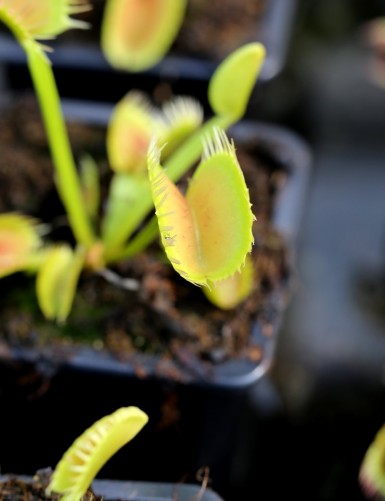 Dionaea muscipula 'Louchapates' Plante carnivore