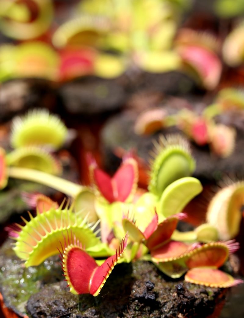 Dionaea muscipula Dionée plante carnivore