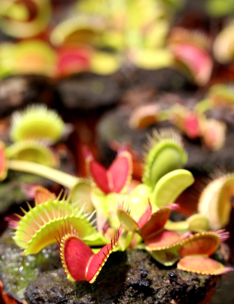 Dionaea muscipula / Attrape-mouche de Vénus / Dionée Plante carnivore