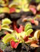 Dionaea muscipula / Attrape-mouche de Vénus / Dionée Plante carnivore