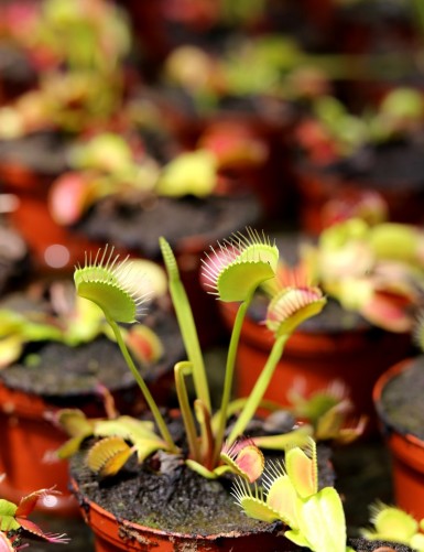Dionaea muscipula attrape-mouche de Vénus