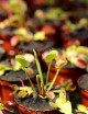 Dionaea muscipula / Attrape-mouche de Vénus / Dionée Plante carnivore