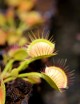 Dionaea muscipula 'Cross Teeth' Plante carnivore
