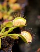Dionaea muscipula 'Cross Teeth' Plante carnivore