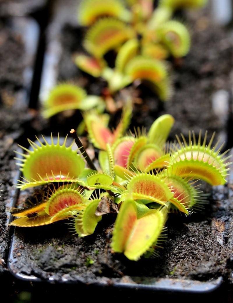 100 Graines Attrappe-mouches - Dionaea muscipula / Dionée