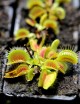 Dionaea muscipula 'Giant Big Mouth' Plante carnivore